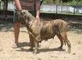 In Memorian - Fila Brasileiro Tigrado - Canil Singular - Manhoza